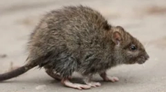 Hatékony refrakció és mérgek patkányokból