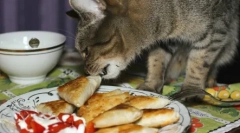 Hatékony módszerek tanítási macskák és macskák lasagna