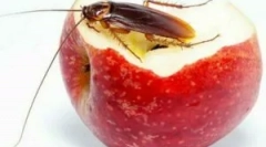 Hatékony népi jogorvoslatok a csótányoktól