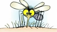 Hatékony szúnyoggyökerek