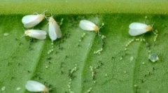 Hatékony fehér eszközök