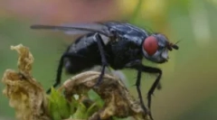 Hatékony pénzeszközök a házban lévő legyekből