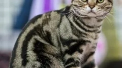 Exkluzív teknős macskák: mi a színezésük titka