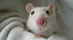 Etoparaziták dekoratív patkányokban
