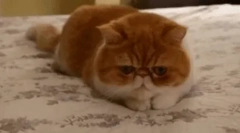 Egzotikus macska (egzotikus)