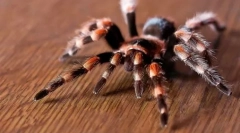 Egzotikus háziállatok: nevek és fotók