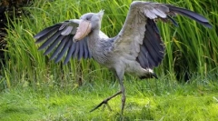 Egzotikus madarak: top 7 legszokatlanabb fajta