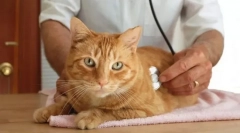 Macskák endokrin rendszere