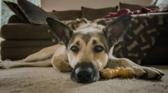 Enteritis a kutyáknál