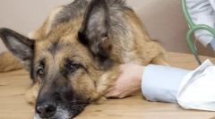 Epilepszia kutyákban