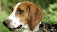 Észt hound (fotó): néma állat és asszisztens a vadászat