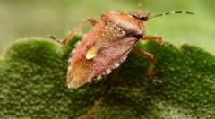 Ez nem bogár, hanem egy büdös hiba