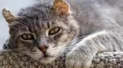 Eutanázia macskák: jelzések és módszerek