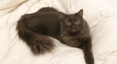 York csokoládé macska: fajta leírása