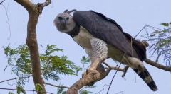 Dél-amerikai garpia