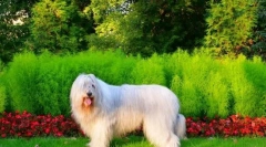 Dél-orosz shepherd (fotó): nem vagyok szerető és bolyhos, hanem egy félelmetes és bátor