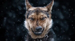 Milyen álom a kutya: titkok és álmok