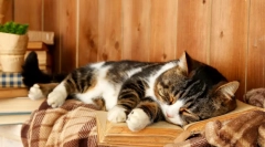 Milyen macska álmok: az álmok értelmezése a négylábú bolyhos részvételével