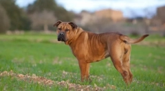 Ka de bo (fotó): tandem bátorság és tisztelet egy szívben