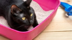 Milyen gyakran megy a macska a wc-hez