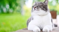 Milyen gyakran kérdezi a macska macskát?