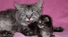 Milyen gyakran megy a cica a wc-hez: normák és eltérések