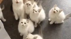 Milyen gyakran születik a macska