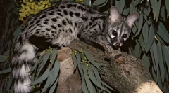 Hogyan vesznek részt a cywesters a világ legdrágább kávéjának előállításában?