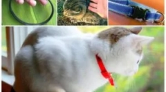 Hogyan cselekedj a macskákra vonatkozó bolhák galléra