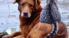 Hogyan csepp a bolhákból a rovarokra