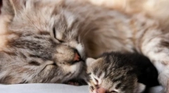 Mennyi ideig szülesz a macska?