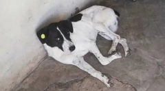 Ahogy a tulajdonos három éven belül megtalálta a kutyáját