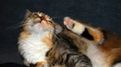 Hogyan és mit kell hozza a bolhákat egy házi macskából?