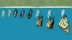 Hogyan jelenik meg a pillangó a caterpillarból?