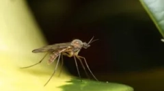 Milyen szúnyogok találnak egy személyt a sötétben?