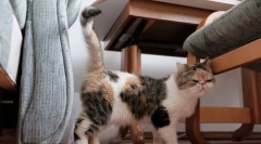 Hogyan a macska védjegye