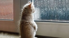 Hogyan jósolja meg a macska az időjárást
