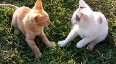 Hogyan viselkedik a macska egy macskával?