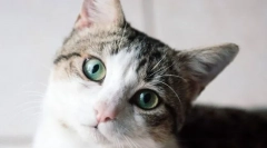 Hogyan látja a macska a világot