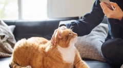 Hogyan befolyásolja a macska egy személyt