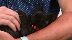 Hogyan válasszon egy macska egy master?