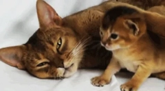 A macska törődik az utódairól?