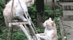 Hogyan védi a macskát az ellenségektől?