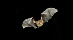 Hogyan vannak a denevérek a sötétben?