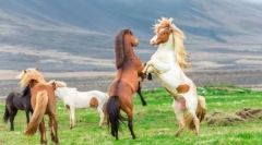 Hogyan védik a lovak az elkövetőktől?