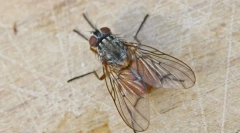 Hogyan repül a mennyezetre