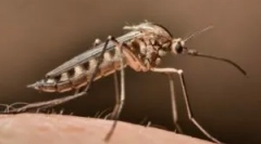 Hogyan találjunk szúnyogokat a szobában?