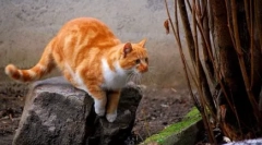 Hogyan találhat egy hiányzó macskát