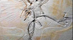 Mint talált dinoszauruszok?