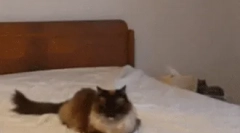 Hogyan kommunikálnak a macskák